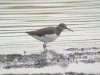 Green Sandpiper at Vange Marsh (RSPB) (Steve Arlow) (105168 bytes)